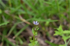 Swertia minor